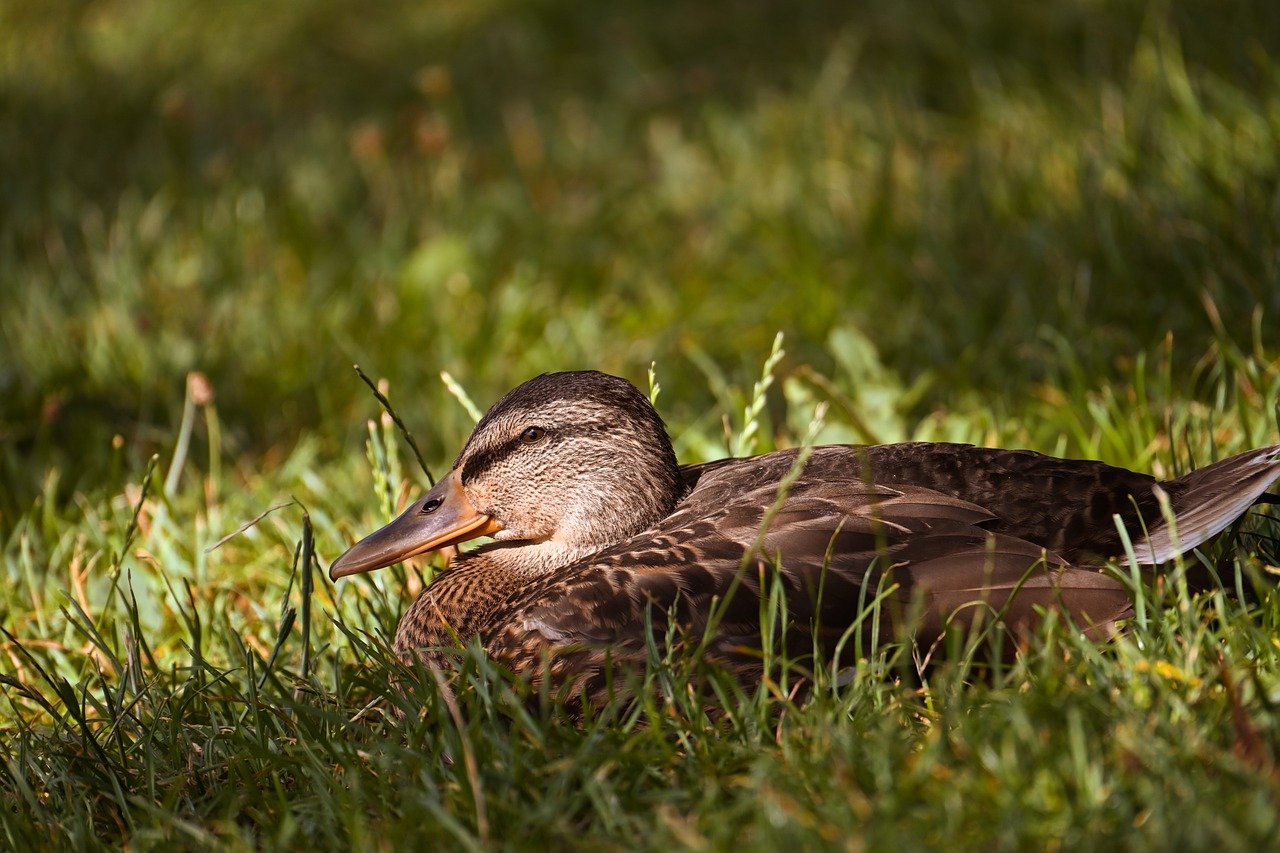 duck, mallard, nature, water bird, bird, animal, plumage, wildlife, ornithology, lake, close up