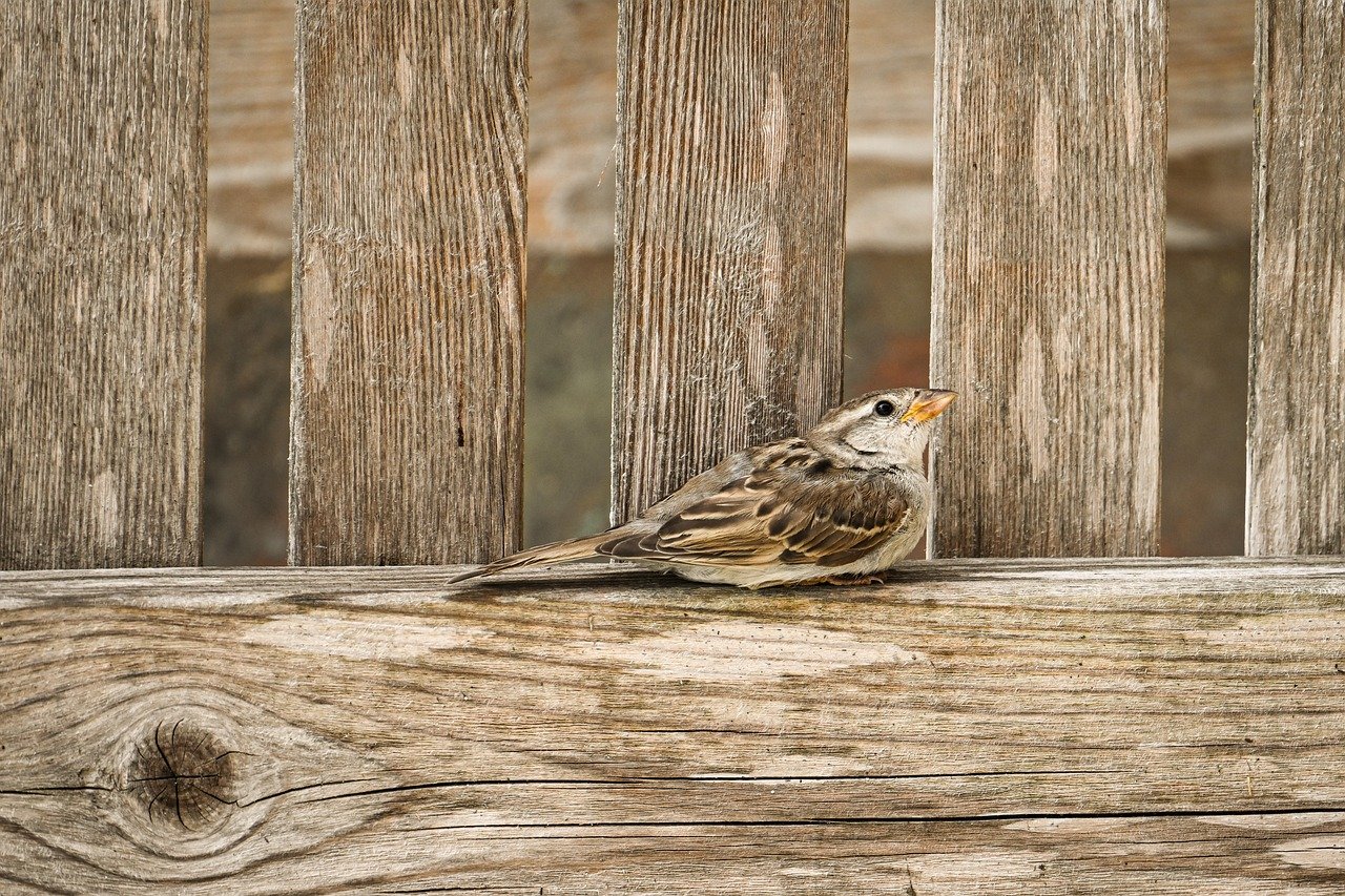 sparrow, bird, nature, wildlife, animal, songbird, plumage, feathers, beak, close up, ornithology, bird watching, garden, sitting