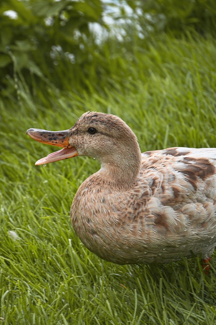 duck, mallard, nature, water bird, bird, animal, plumage, wildlife, ornithology, lake, close up