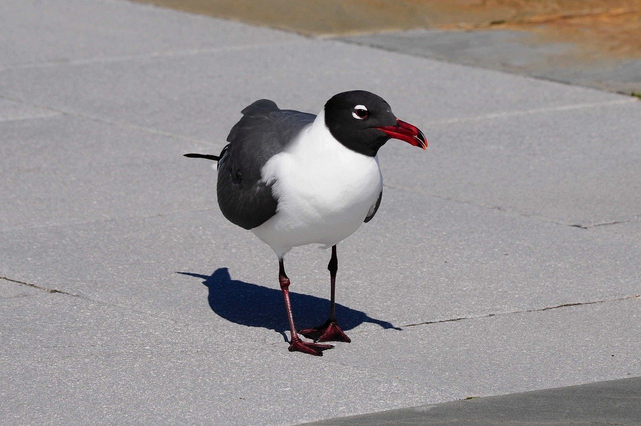 black headed gull, gull, bird, plumage, wildlife