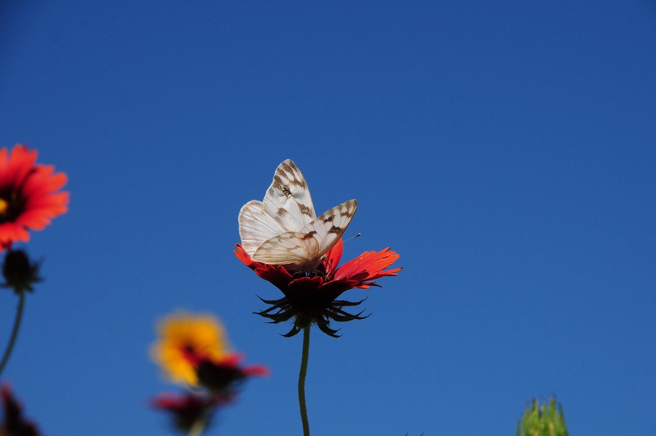 butterfly, nature, insect, bloom, flower, wings