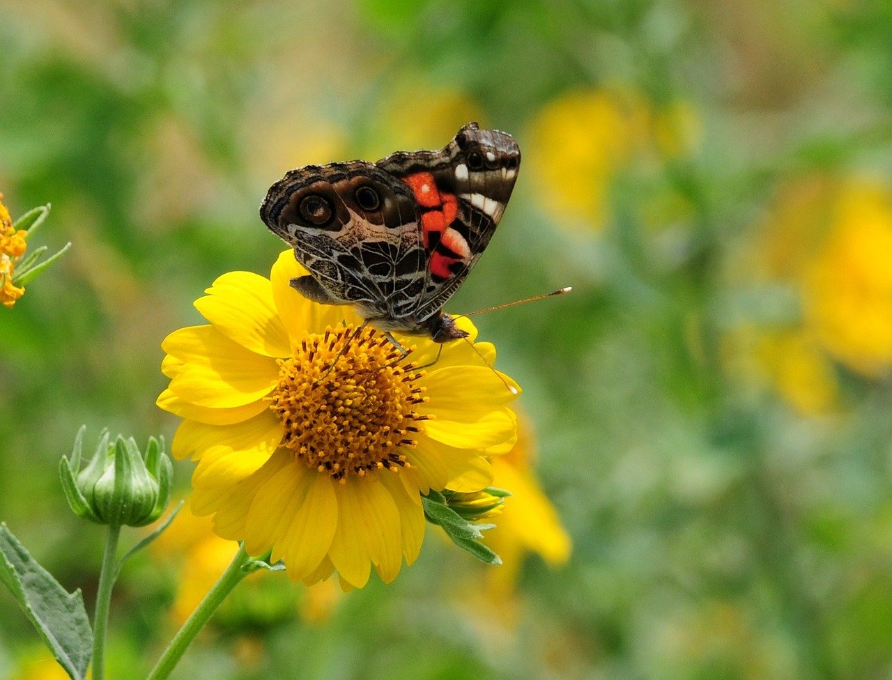 butterfly, nature, insect, bloom, flower, wings