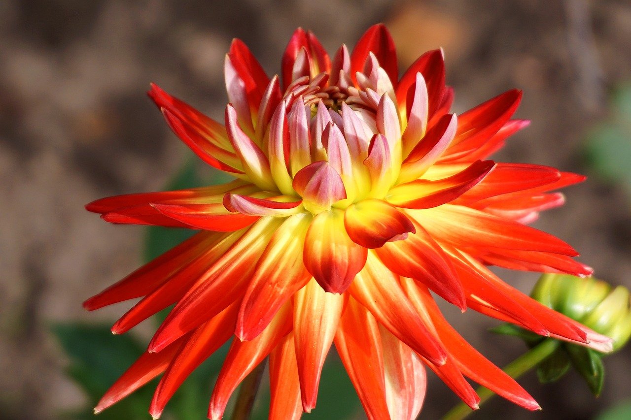 dahlia, cool backgrounds, flower, nature wallpaper, plants, flower wallpaper, mac wallpaper, asteraceae, hd wallpaper, free background, laptop wallpaper, cereal, orange flower, beautiful flowers, beautiful nature, colorful, vibrant, wallpaper hd, floral background, wallpaper 4k, garden, free wallpaper, flora, nature, full hd wallpaper, perennial, wallpaper, variegated, dhalia, windows wallpaper, 4k wallpaper, nature background, multi-colored, beautiful wallpaper, flower background, desktop backgrounds, summer, closeup, yellow, orange, 4k wallpaper 1920x1080, decorative, close up