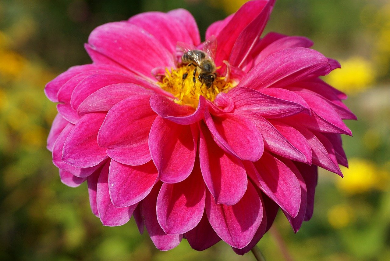flowers, beautiful flowers, pollination, beautiful wallpaper, flower background, bee, 4k wallpaper, entomology, desktop backgrounds, pollinate, winged insects, beekeeping, honey bee, plants, wallpaper hd, mac wallpaper, flora, garden, 4k wallpaper 1920x1080, free background, hd wallpaper, wallpaper 4k, close up, nature, wallpaper, cool backgrounds, nature wallpaper, cereal, flower wallpaper, full hd wallpaper, nature background, free wallpaper, laptop wallpaper, dahlia, asteraceae, dhalia, windows wallpaper, summer, closeup, beautiful nature, decorative