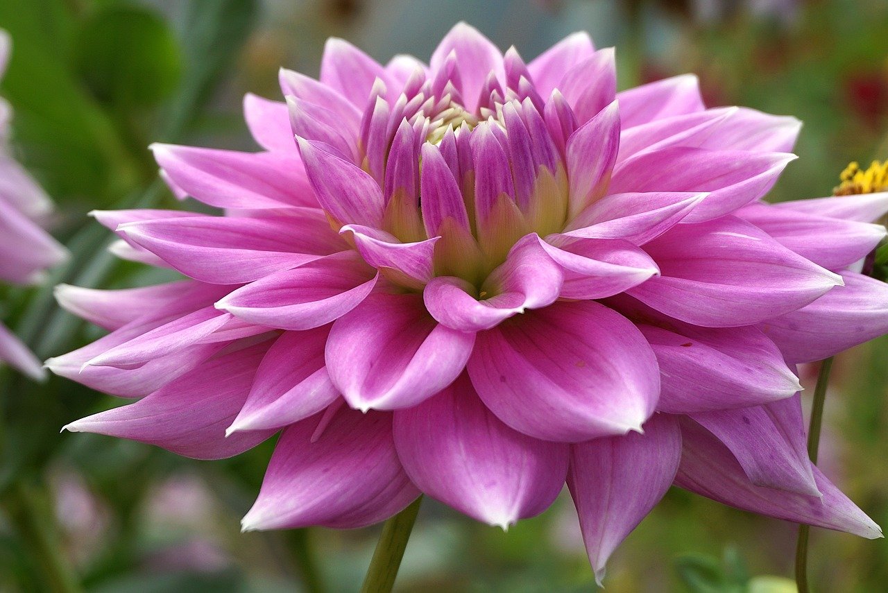 dahlia, flower, plants, asteraceae, cereal, colorful, vibrant, garden, flora, nature, perennial, wallpaper, hd wallpaper, variegated, dhalia, multi-colored, summer, closeup, decorative, close up