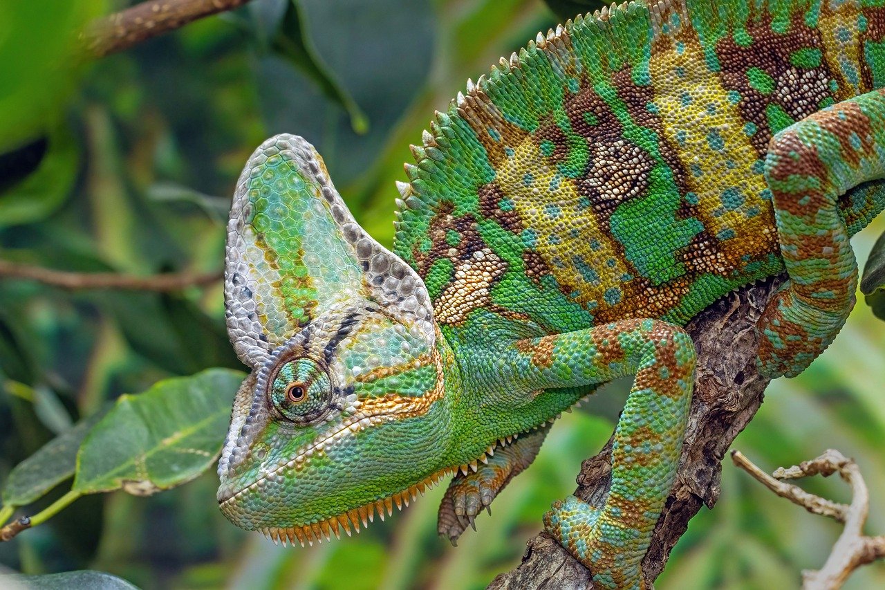 chameleon, veiled chameleon, reptile, nature, wildlife, lizard, colorful, colourful, hartleys crocodile adventures, pattern, nature pattern
