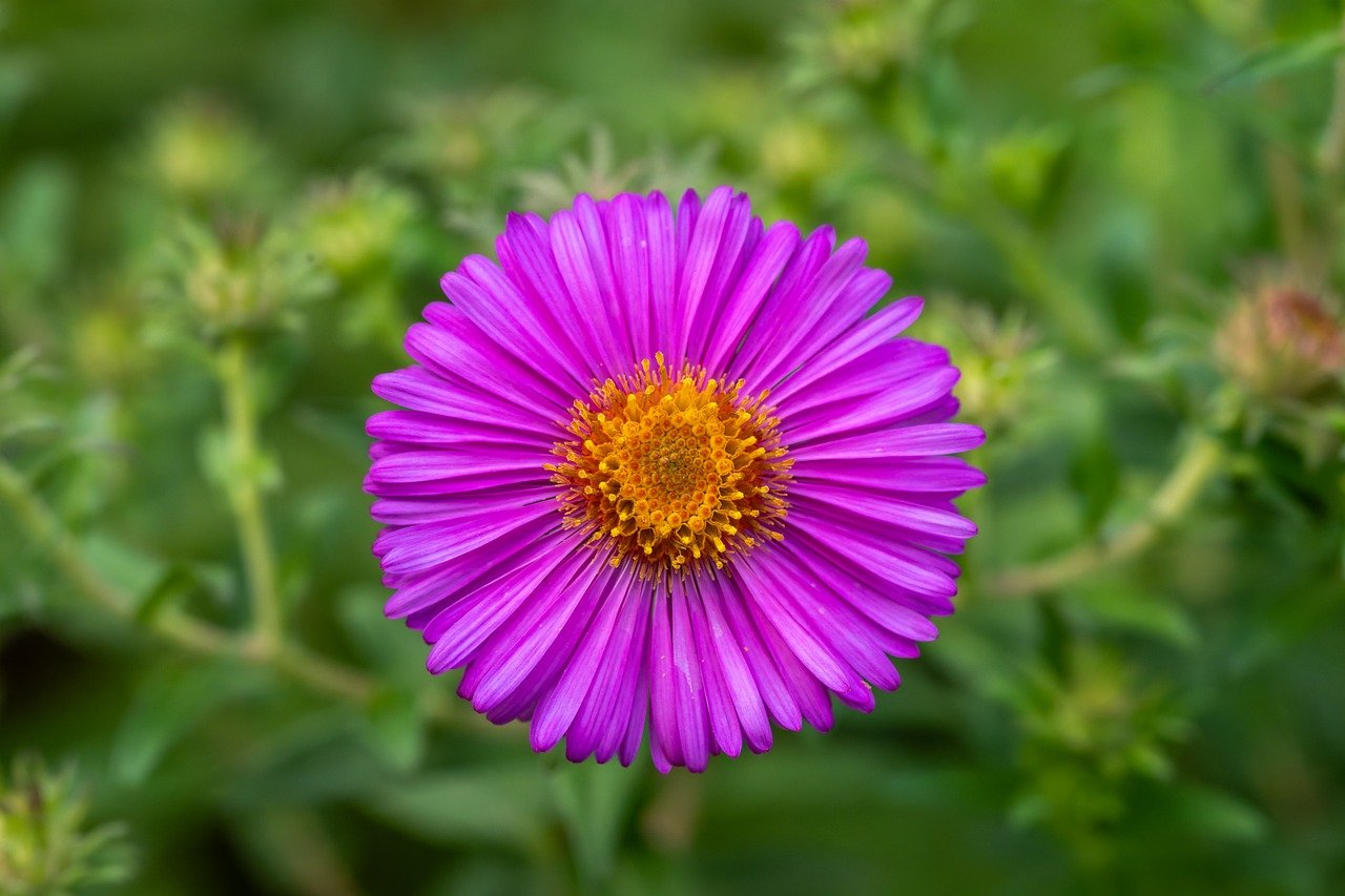 new england aster, nature, flower wallpaper, aster, hd wallpaper, flower, petals, purple, close up, macro, garden, summer, 4k wallpaper, laptop wallpaper, mac wallpaper, pollen, violet, flora