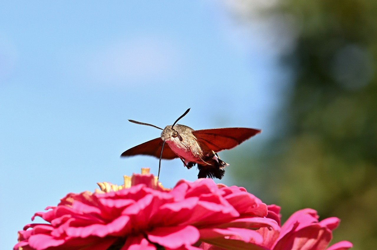 moth, hummingbird hawk moth, insect, garden, zinnia, close up, blossom, bloom, summer, peregrine butterfly, owls, butterfly, nature