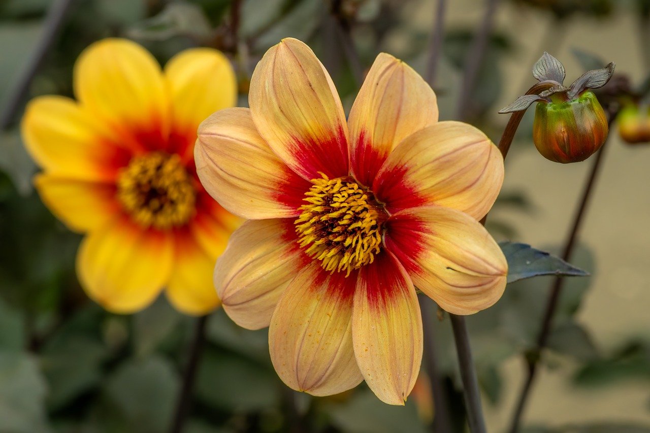 flower, flower wallpaper, floriculture, blossom, bloom, hd wallpaper, petals, botany, multicoloured, dahlia, flora, garden, yellow leaves, background, bud, laptop wallpaper, close up, nature, pollen, pink, 4k wallpaper