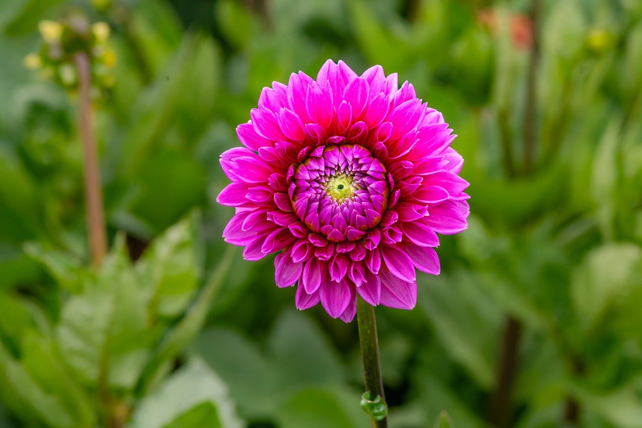 flower, dahlia, windows wallpaper, pink, blossom, bloom, desktop backgrounds, flora, botany, flower background, nature wallpaper, garden, nature, cool backgrounds, close up, beautiful flowers, background, summer, 4k wallpaper 1920x1080, nature background, flower wallpaper, wallpaper 4k, beautiful wallpaper, petals, plant, bud, wallpaper, laptop wallpaper, full hd wallpaper, floral background, wallpaper hd, free background, hd wallpaper, free wallpaper, mac wallpaper, beautiful nature, 4k wallpaper