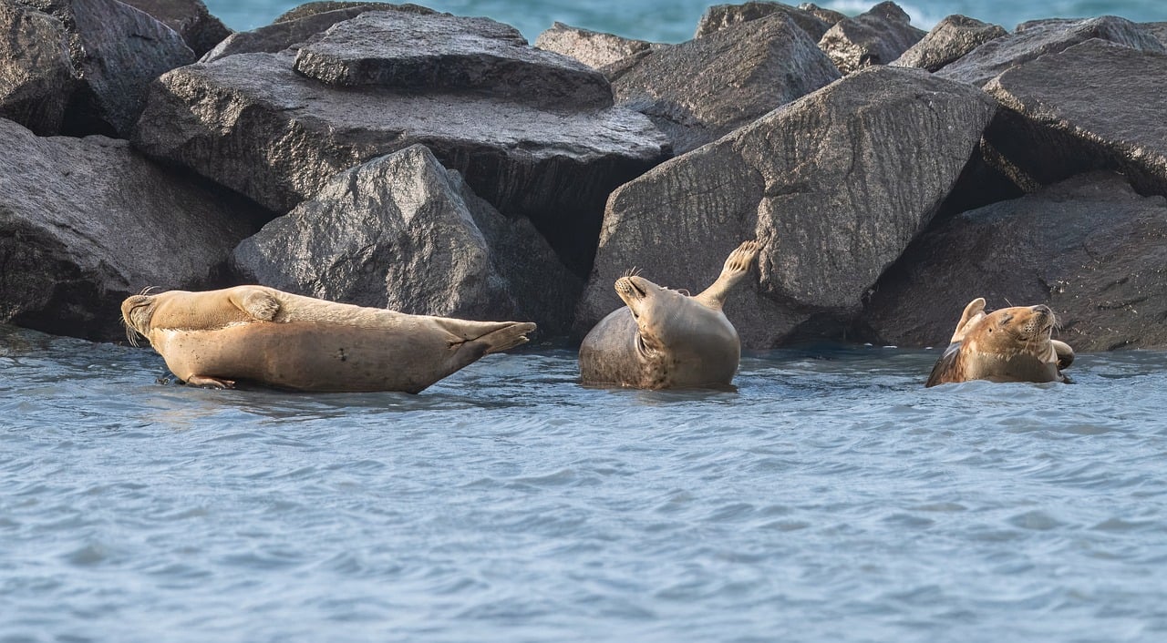 seal, marine mammals, predator, water, animal, north sea, mammal, wildlife, sea creatures, gray seal, animal welfare, rock, stones