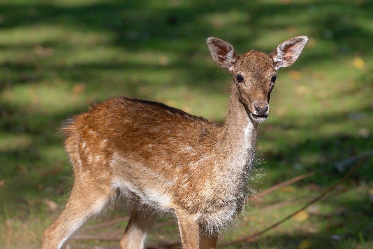 nature, outdoors, forest, fall, wildlife, wild, red deer, deer, mammal, ruminant, fallow deer, fur, background, nature wallpaper, animal, cub, portrait, hd background, laptop wallpaper