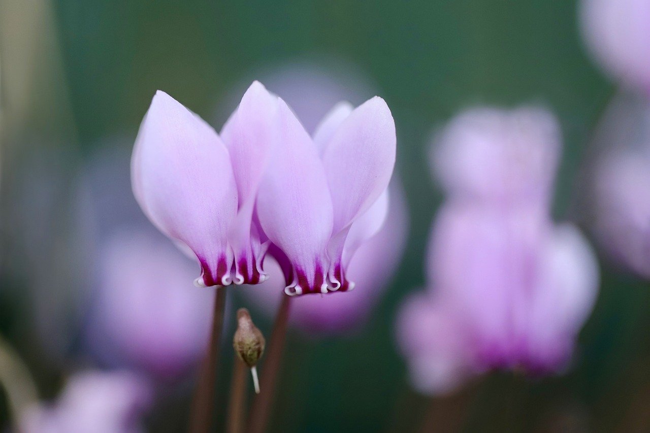 cyclamen, flower, beautiful flowers, plant, petals, blossom, bloom, fall, nature, background, pink