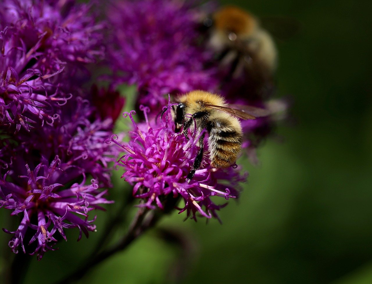 markhumlebi, humlebi, bi, insekt, bestøve, bestøvning, lilla blomst, natur