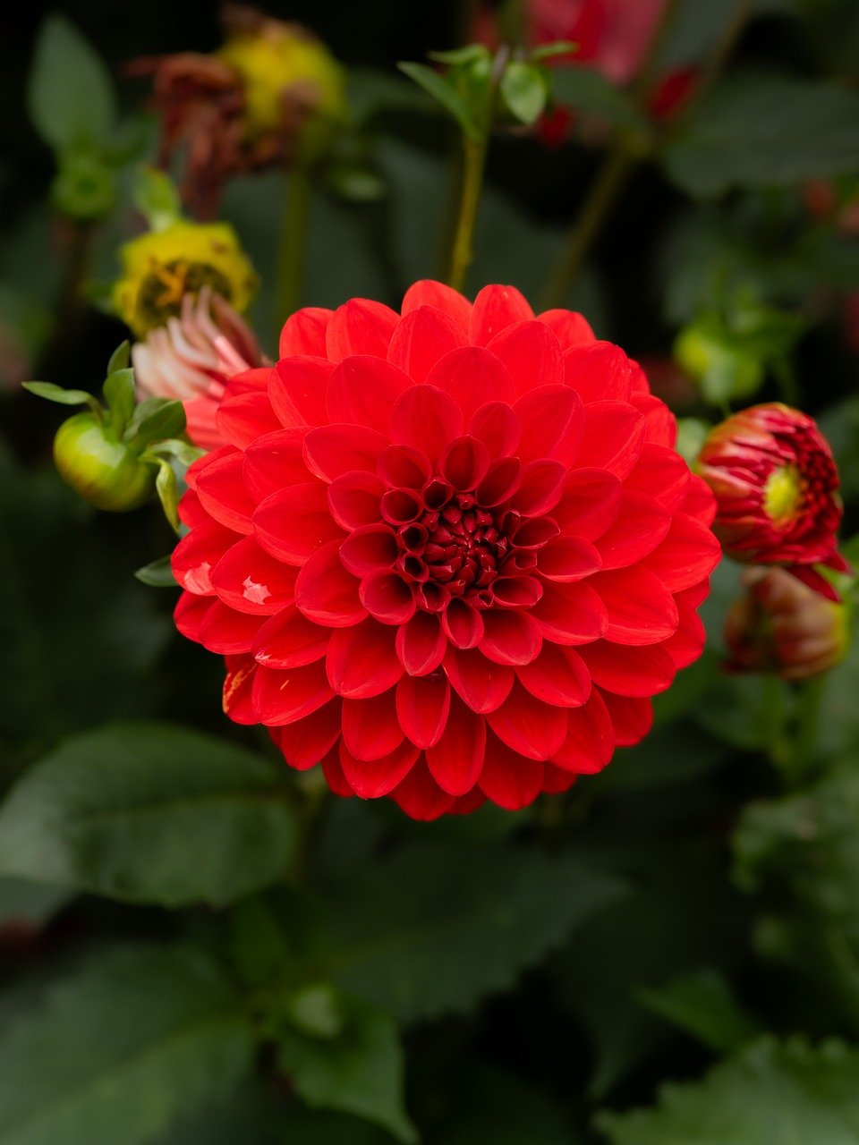 flower, dahlia, blossom, bloom, flora, botany, garden, nature, close up, background, flower wallpaper, petals, bud, floriculture, 4k wallpaper, laptop wallpaper, violet, purple, red, mobile wallpaper