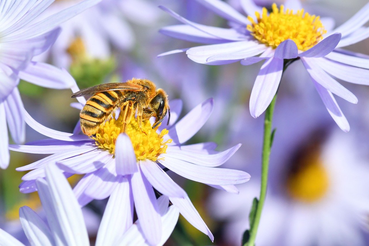 bee, flower wallpaper, beautiful flowers, insect, macro, flower background, forage, flowers, white, nature, sunny