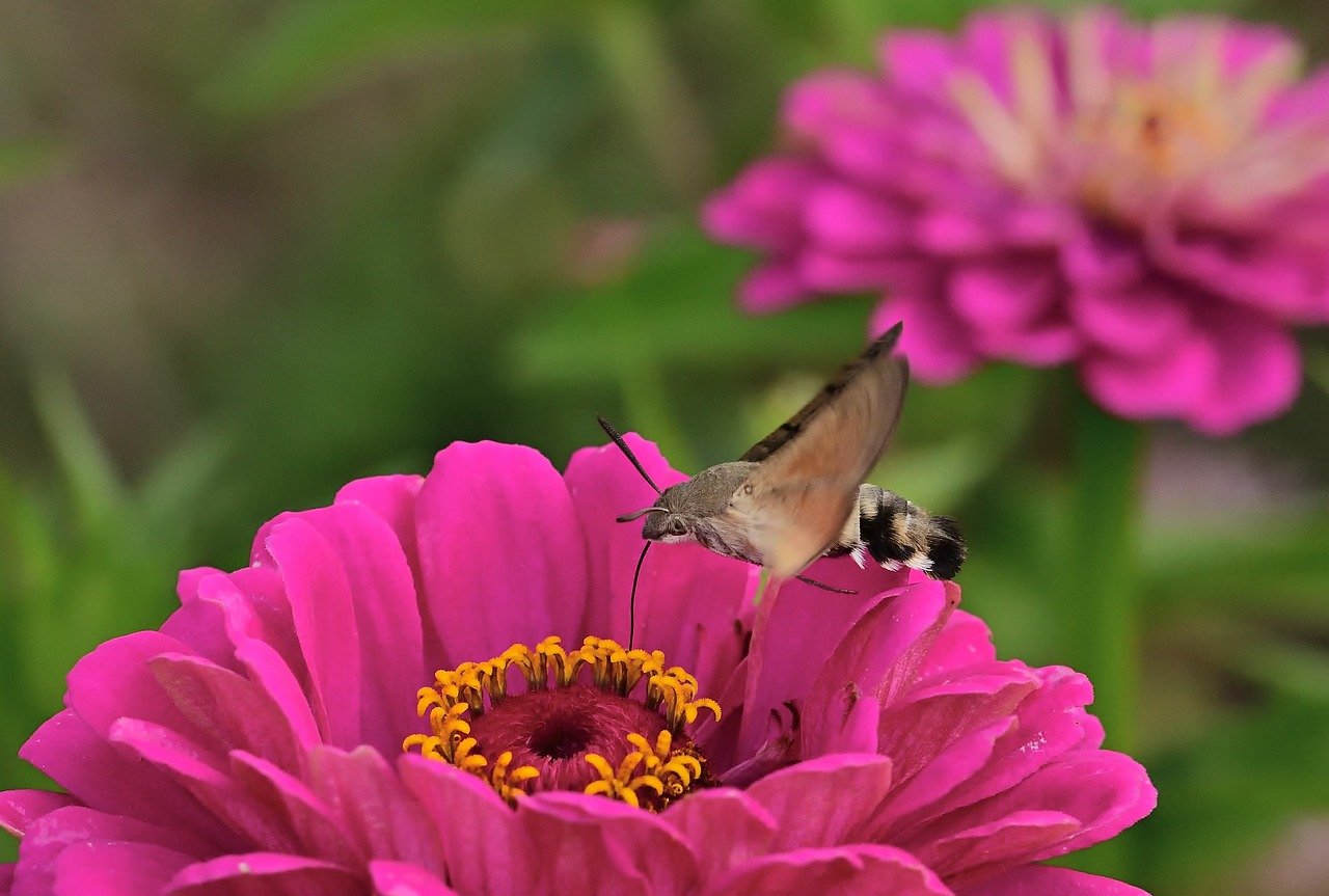moth, hummingbird hawk moth, insect, garden, zinnia, close up, blossom, bloom, summer, wing, owls, butterfly, nature