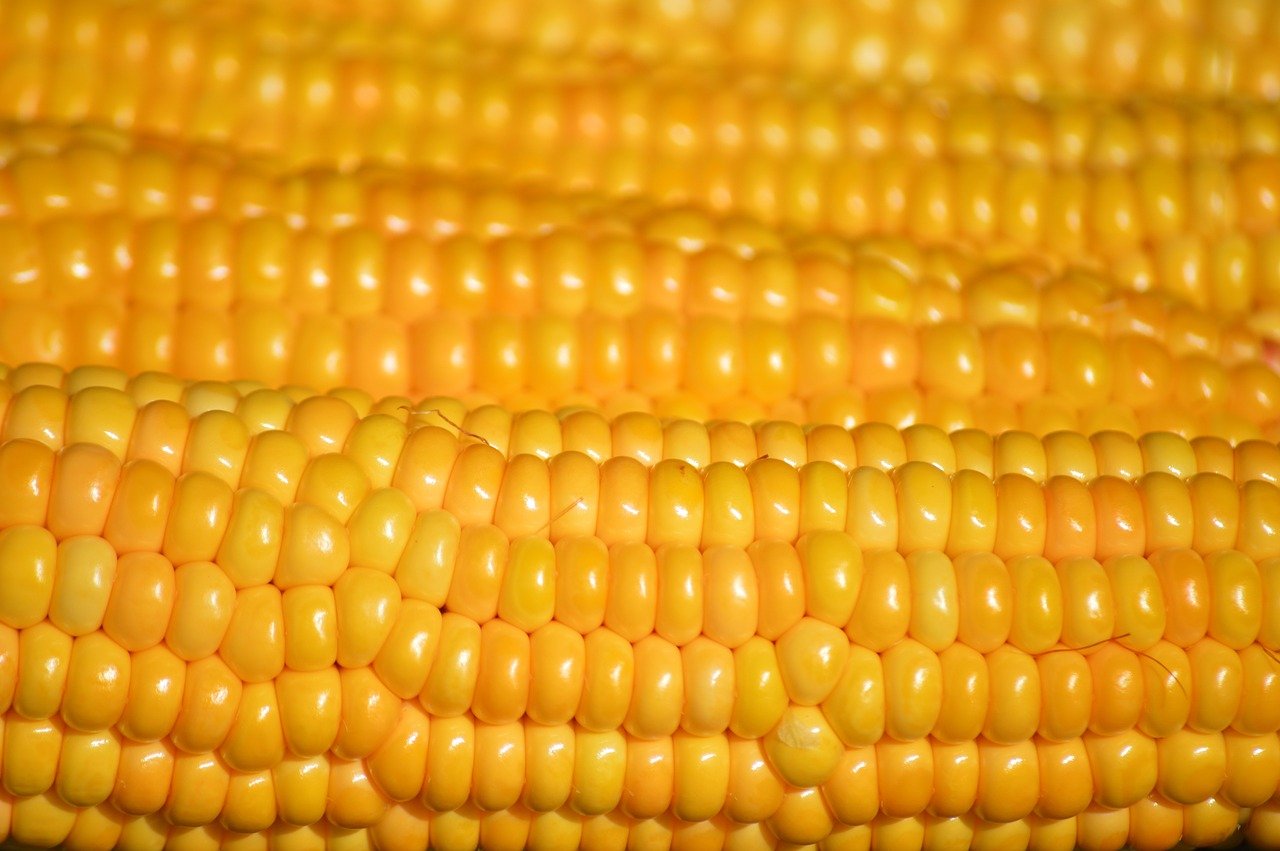 corn, corn on the cob, vegetables, yellow, corn kernels, food, meal, healthy, harvest, close up, hd background