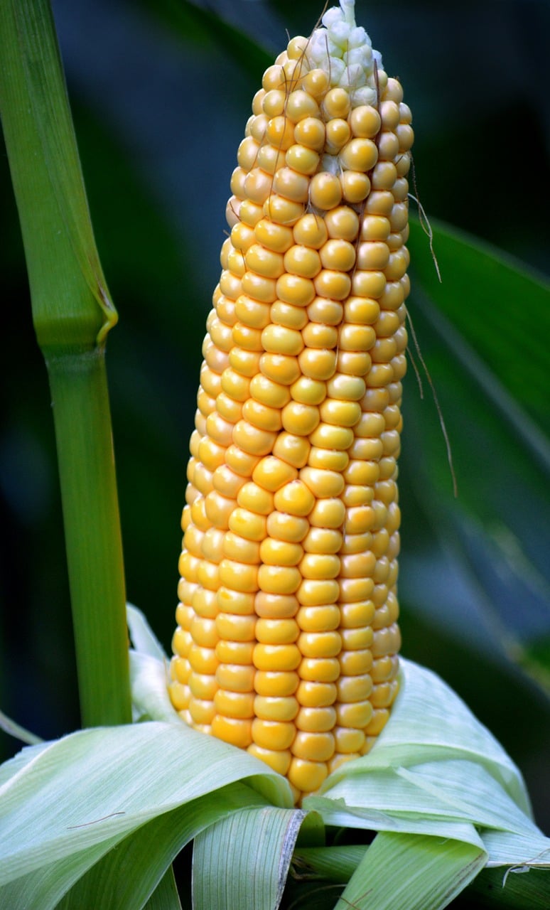 corn, corn on the cob, vegetables, yellow, corn kernels, food, meal, healthy, harvest, close up, agriculture, corn plant, forage corn, cornfield, fall, nature wallpaper