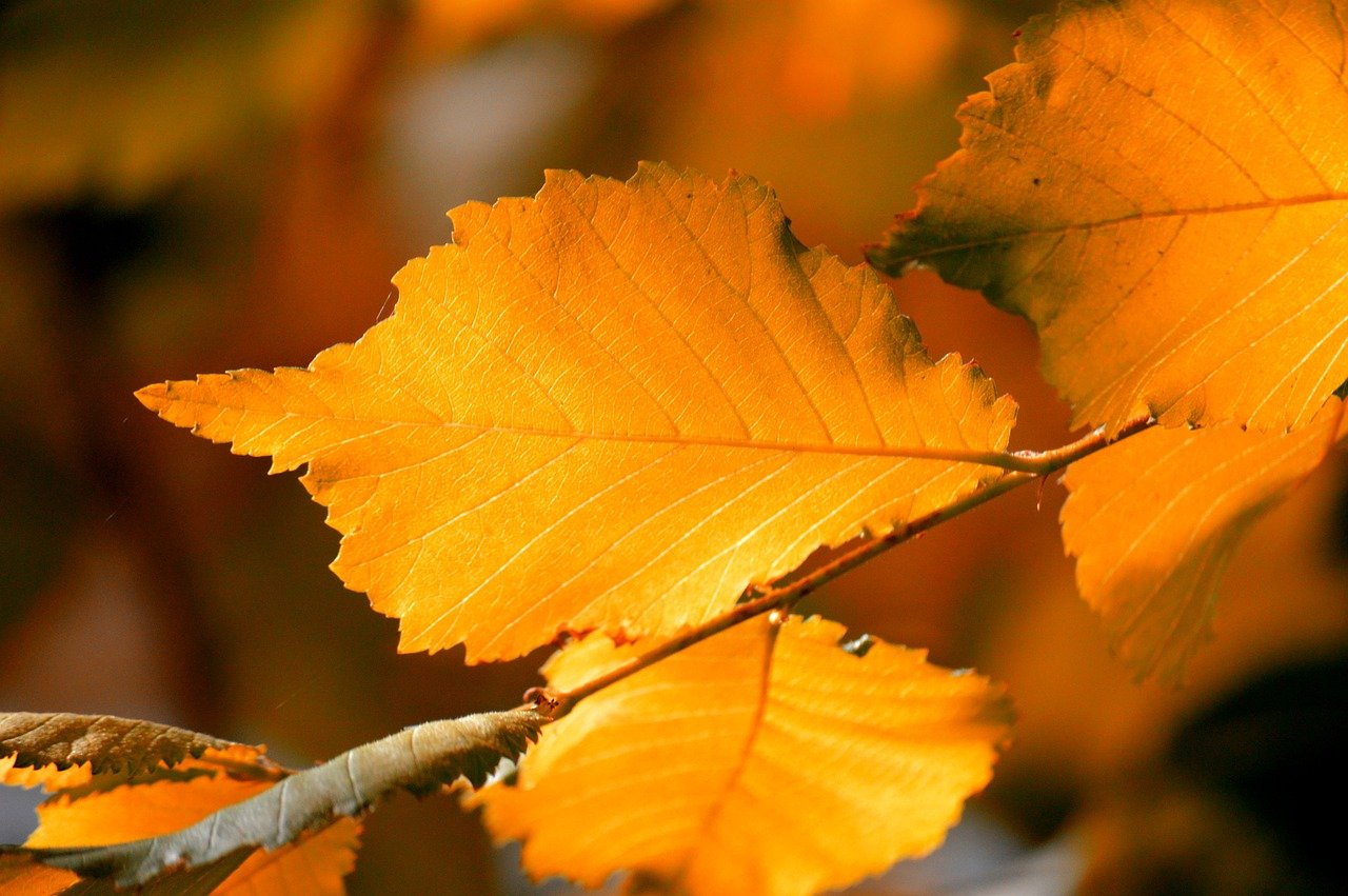 autumn leaves, fall, leaves, leaf veins, leaf buds, autumn colors, fall season, close up, nature, autumnal, season, autumn mood, bright colours, nature wallpaper, hd background, autumn motif