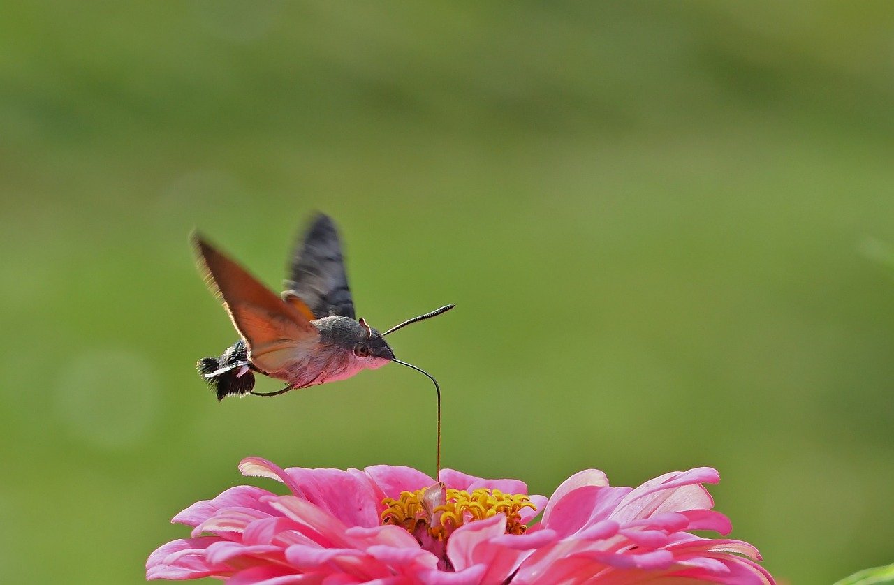 moth, hummingbird hawk moth, garden, zinnia, close up, blossom, bloom, summer, wing, peregrine butterfly, hd background, owls, nature