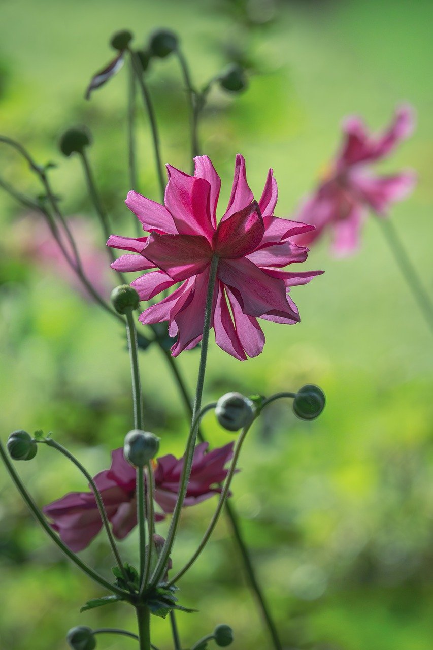 autumn anemone, nature, flower, flora, petals, plant, fall, late summer, garden plant, pink