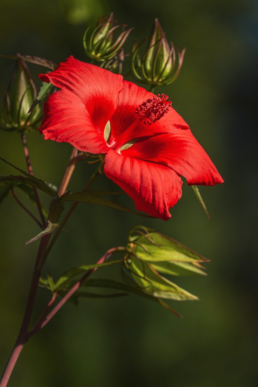 hibiscus, blossom, bloom, red, flower, flora, nature, plant, garden, petals, beautiful flowers, flower background, flower wallpaper, close up