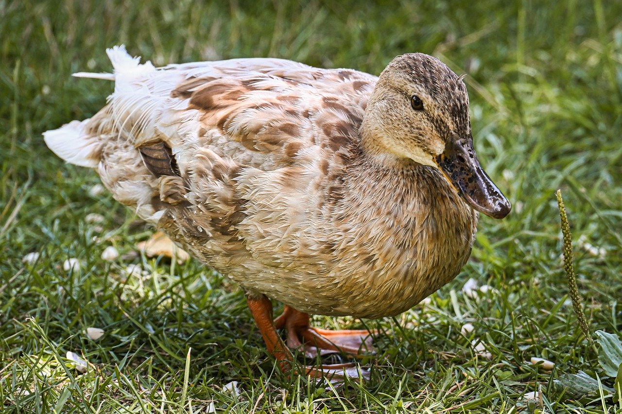 duck, mallard, nature, water bird, bird, animal, plumage, wildlife, ornithology, lake, close up