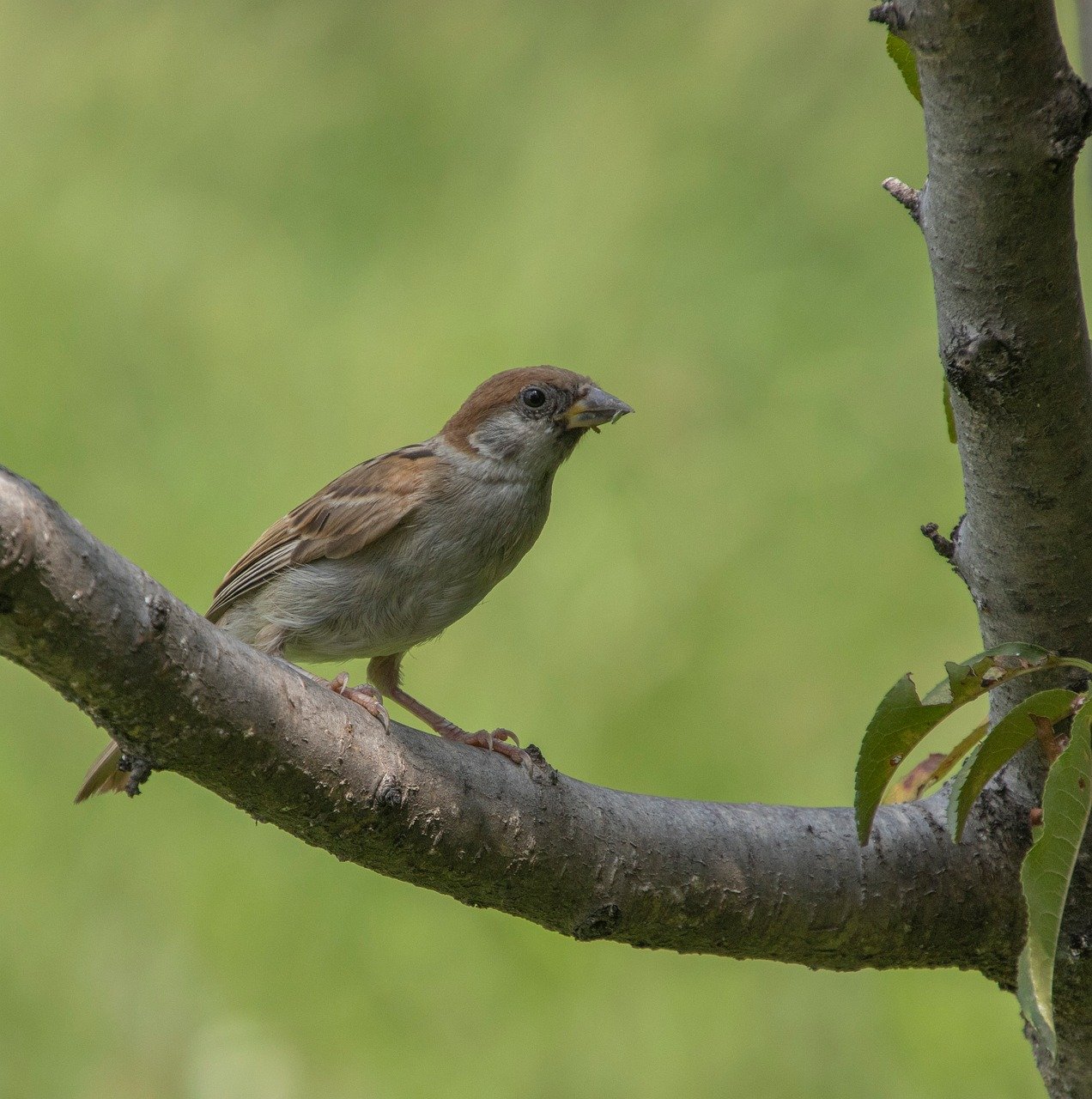 vrabec, zvíře, pták, příroda, divoká zvěř, ornitologie, peří, zobák, ptačí, druh, posezení, fauna, pěvec, větev