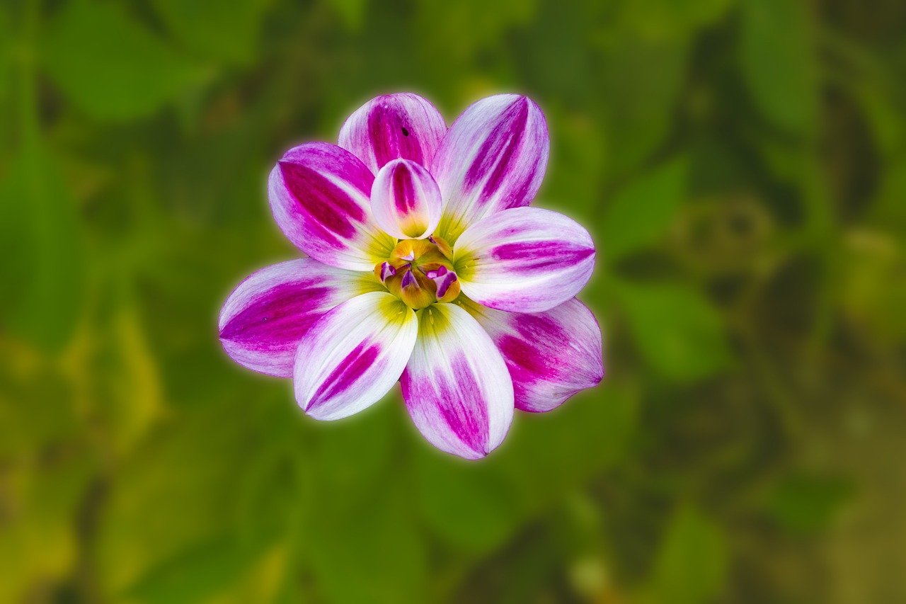 flower, dahlia, blossom, bloom, flora, botany, hd wallpaper, garden, nature, close up, background, summer, bud, white, macro, petals, flower wallpaper, full hd wallpaper, 4k wallpaper, desktop backgrounds, structure, violet, purple