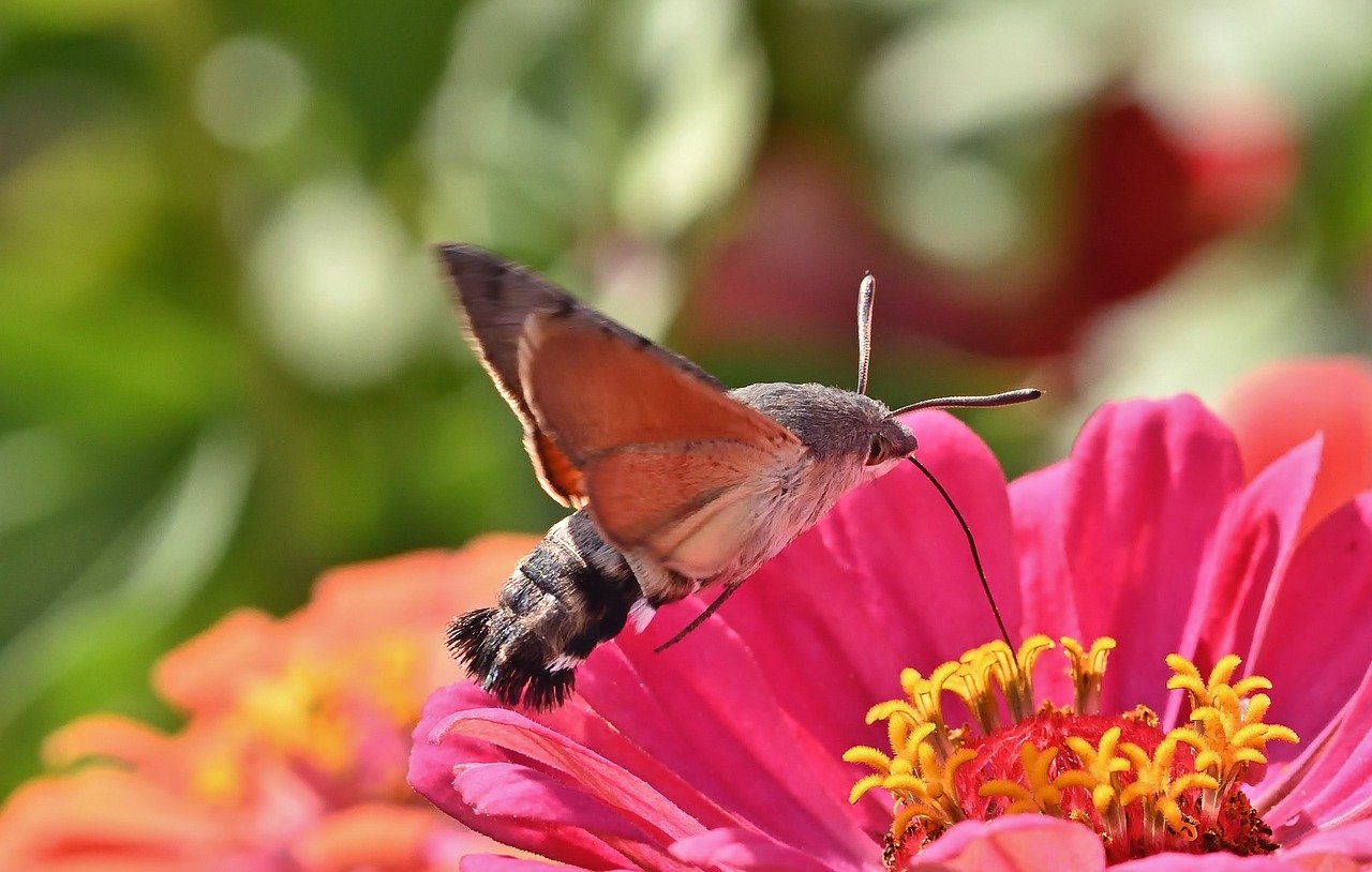 moth, hummingbird hawk moth, insect, garden, zinnia, close up, blossom, bloom, summer, peregrine butterfly, owls, hd background, nectar, nature