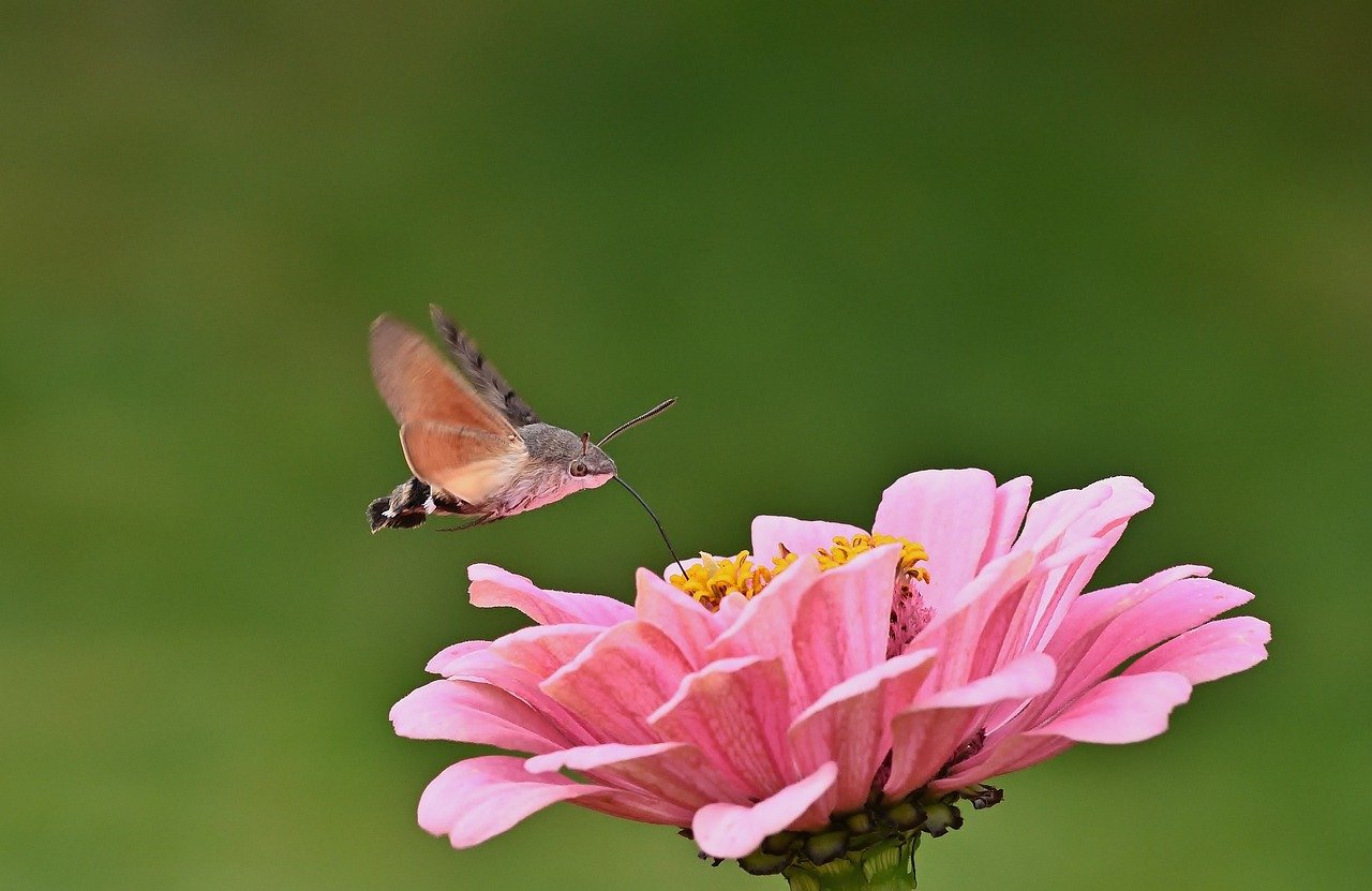 moth, hummingbird hawk moth, insect, garden, zinnia, close up, blossom, bloom, summer, peregrine butterfly, owls, hd background, nectar, nature