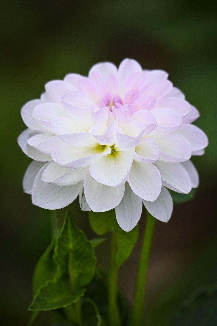 dahlia, nature, flower wallpaper, blossom, bloom, flower, flora, petals, plant, close up, garden
