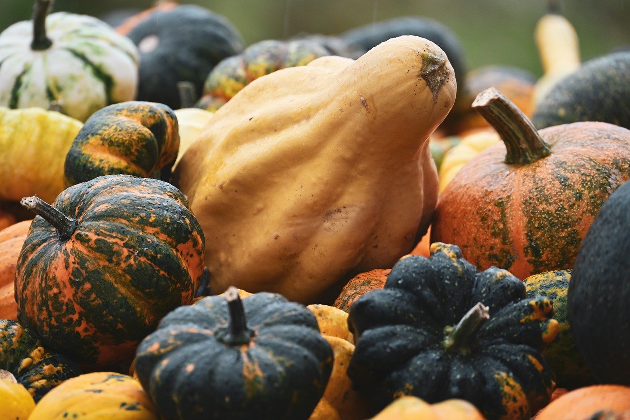 pumpkins, fall, vegetables, harvest, still life, nature, food, decoration, organic