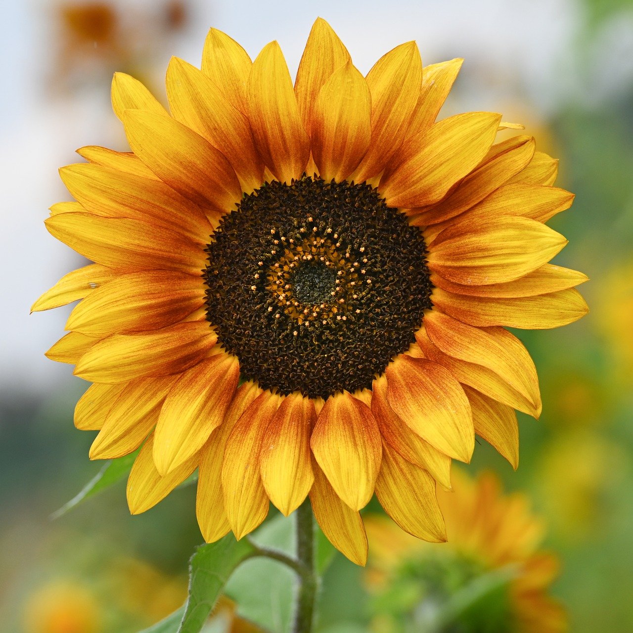 sunflowers, nature, flower background, flower wallpaper, flower, sunflower field, blossom, bloom, summer, field, flora, plants, outdoors, beautiful flowers, yellow, botany, meadow, petals