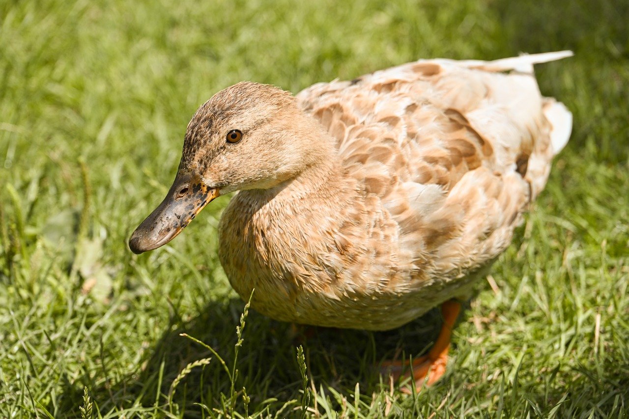 duck, mallard, nature, water bird, bird, animal, plumage, wildlife, ornithology, lake, close up