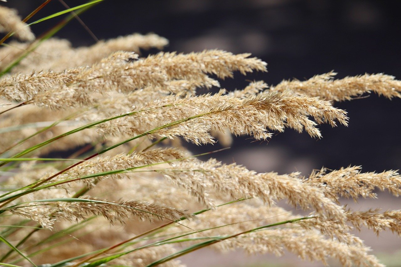 grass, grass flower, dry, dried, grass seed, blades of grass, grasses, nature