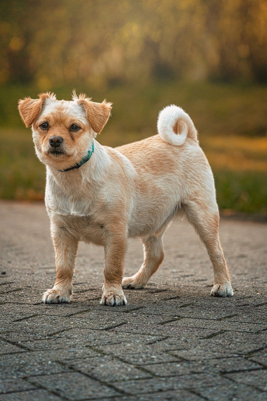 dog, small dog, cute dog, curly fur, brown fell, pet, beige, four-legged, domestic animal, go walkies, dog harness, cute, fur nose, loyal to, barking, nature, meadow, green area, pet photography, dog look, friendship, animal, family dog