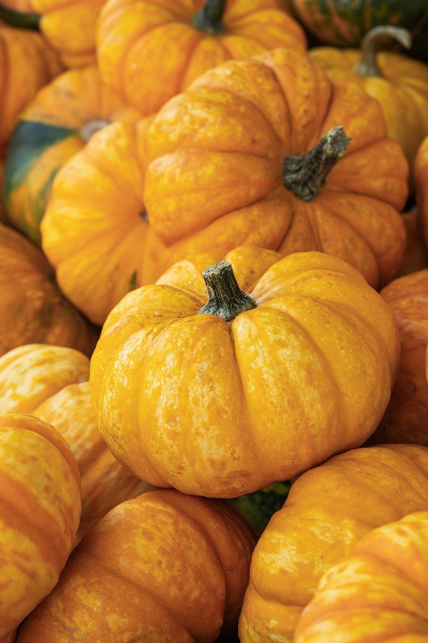 pumpkins, fall, vegetables, harvest, farm yard, pumpkin farm, to produce, food, yellow, gold, close up