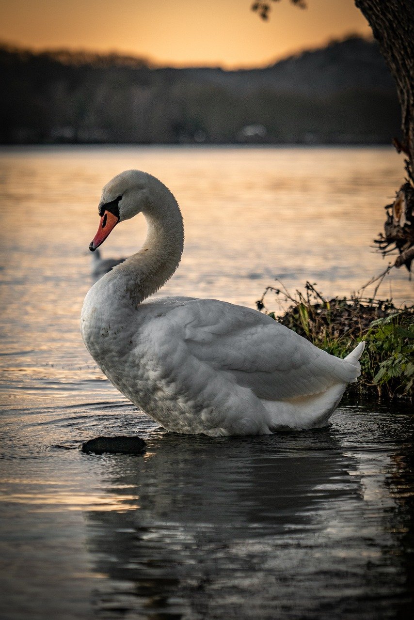 swan, bird, lake, pond, water, sunset, nature