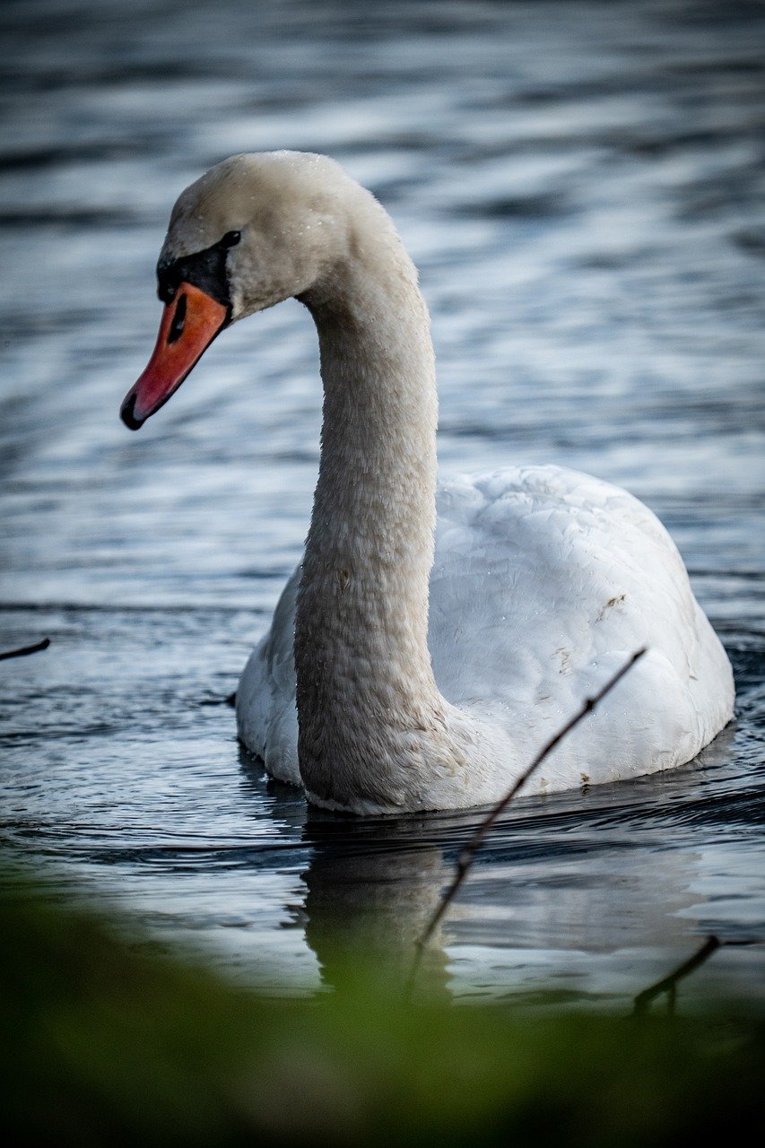 swan, bird, lake, pond, water, sunset, nature