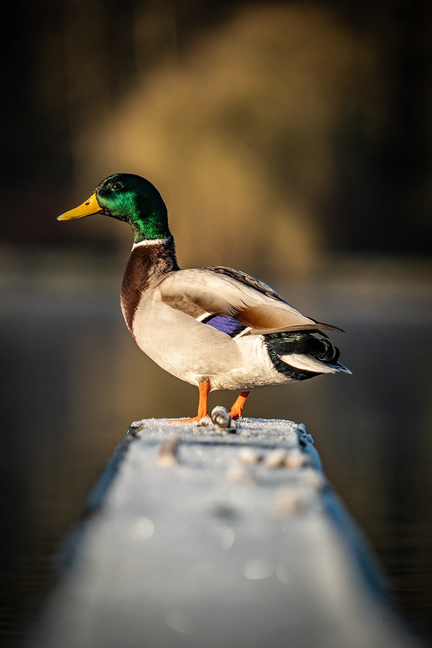 bird, lake, pond, water, sunset, nature, duck, web