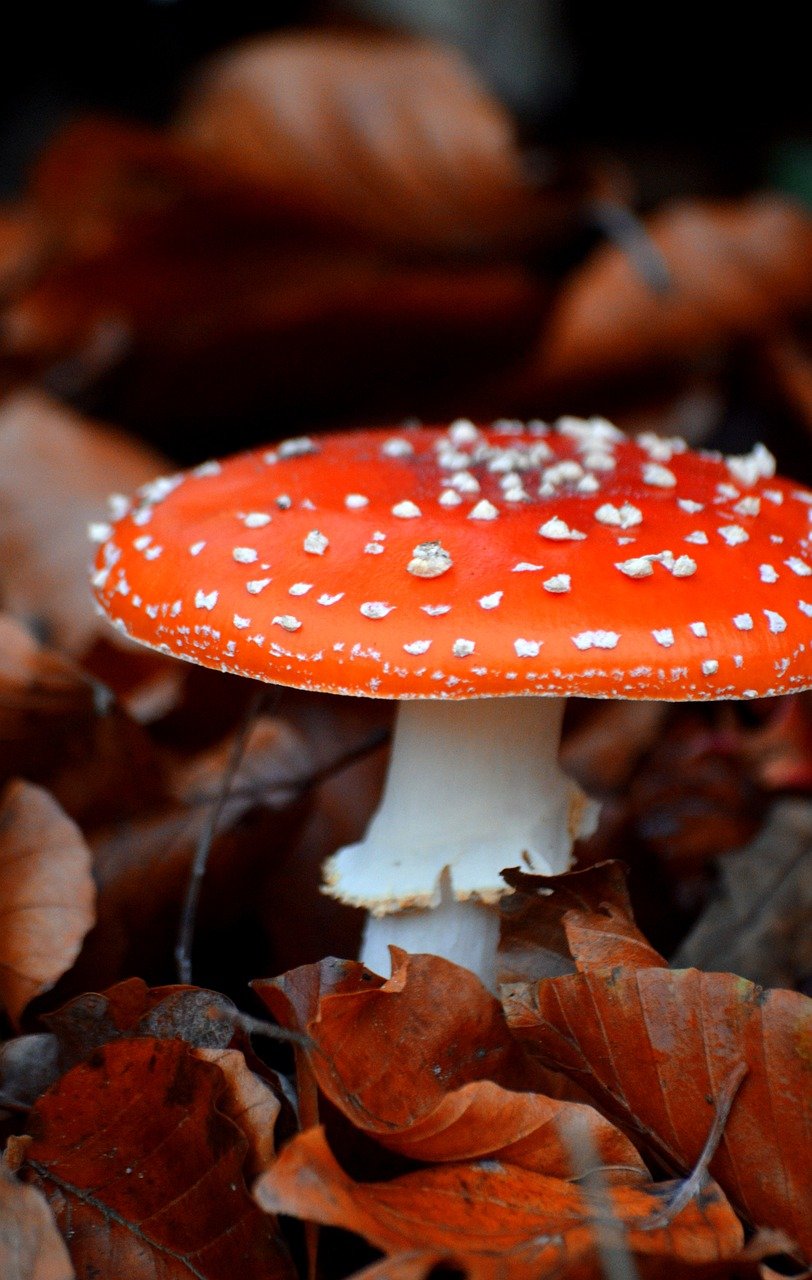 mushroom, toadstool, close up, poisonous, fruiting bodies, mushroom type, fungal science, nature, fall, red fly agaric, nature wallpaper, amanita muscaria, red, dotted, decorative, hd background