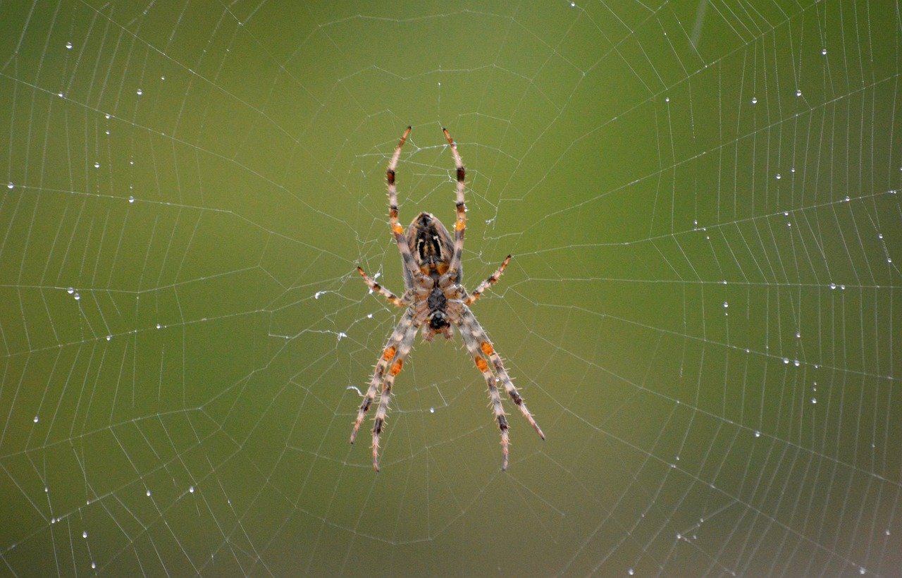 spider, garden spider, arachnid, spider web, spider silk, european garden spider, araneus, wildlife, invertebrate, fauna, animal, nature, nature wallpaper