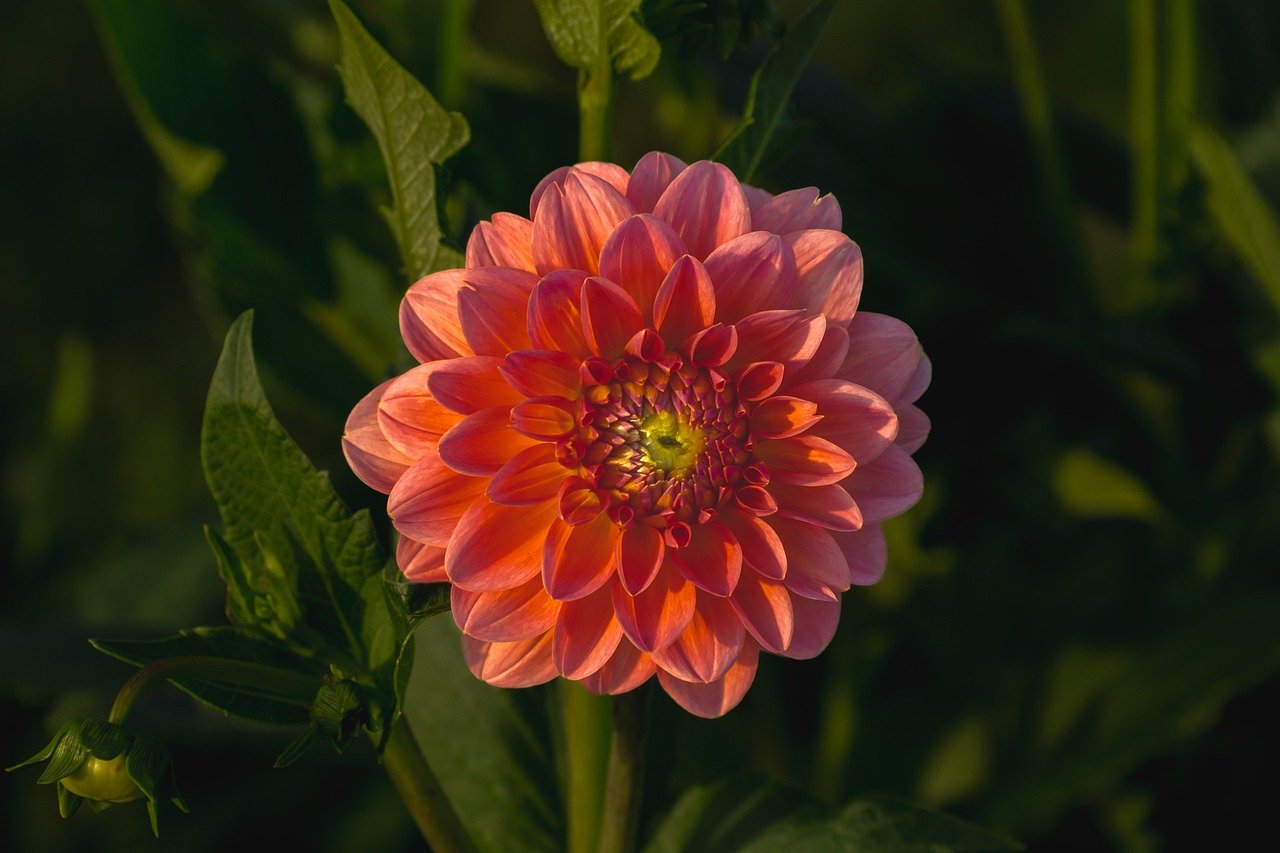 flower, dahlia, hd wallpaper, blossom, bloom, flora, botany, garden, nature, close up, background, summer, bud, white, macro, petals, flower wallpaper, full hd wallpaper, 4k wallpaper, desktop backgrounds, structure, plant, violet, pink, orange