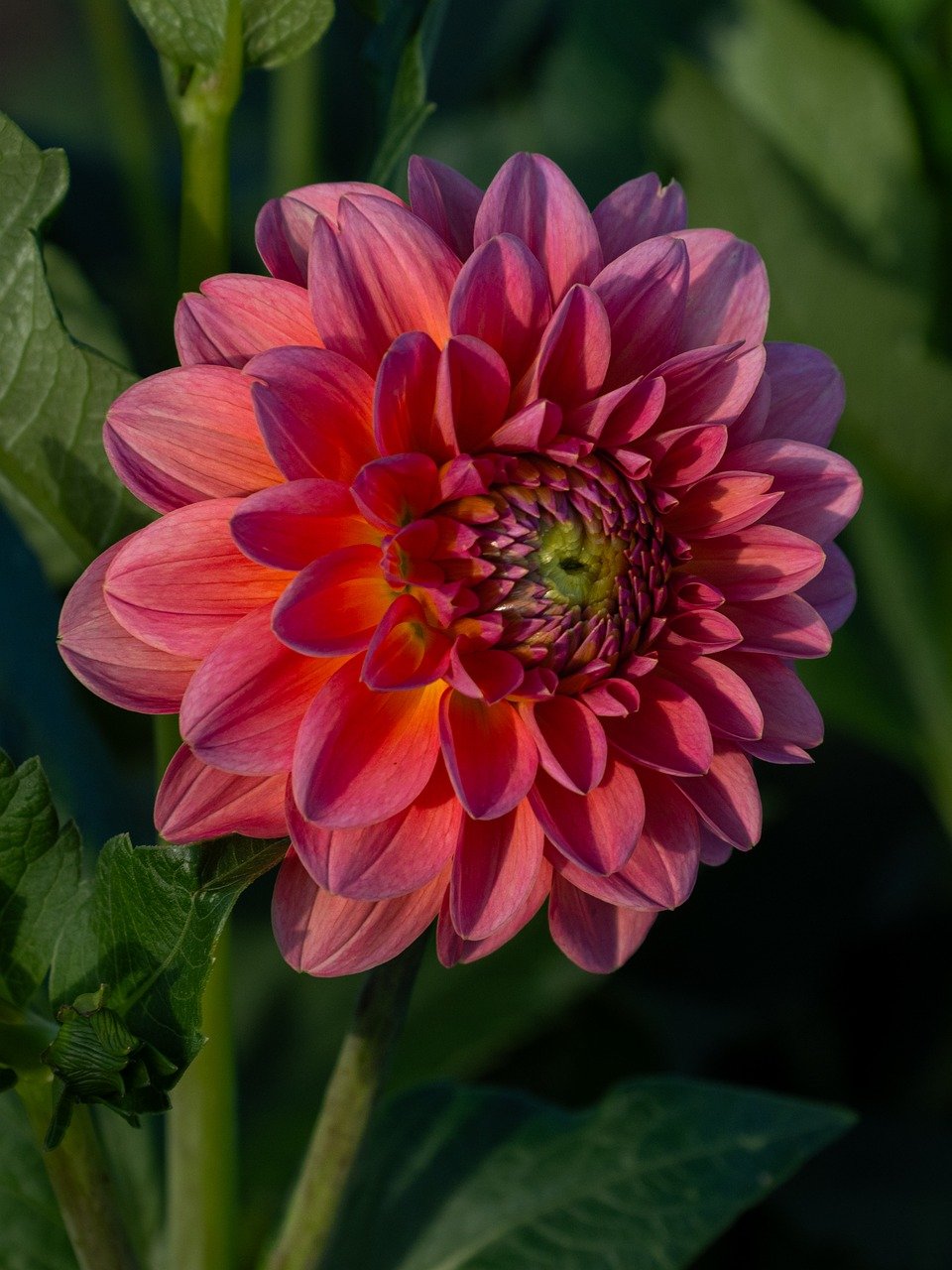 flower, dahlia, blossom, bloom, flora, botany, garden, nature, close up, background, summer, bud, white, macro, petals, flower wallpaper, full hd wallpaper, 4k wallpaper, desktop backgrounds, structure, plant, violet, pink, red
