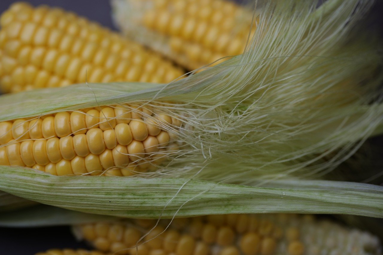 corn, harvest, corn on the cob, food, nature, plant, agriculture, close up
