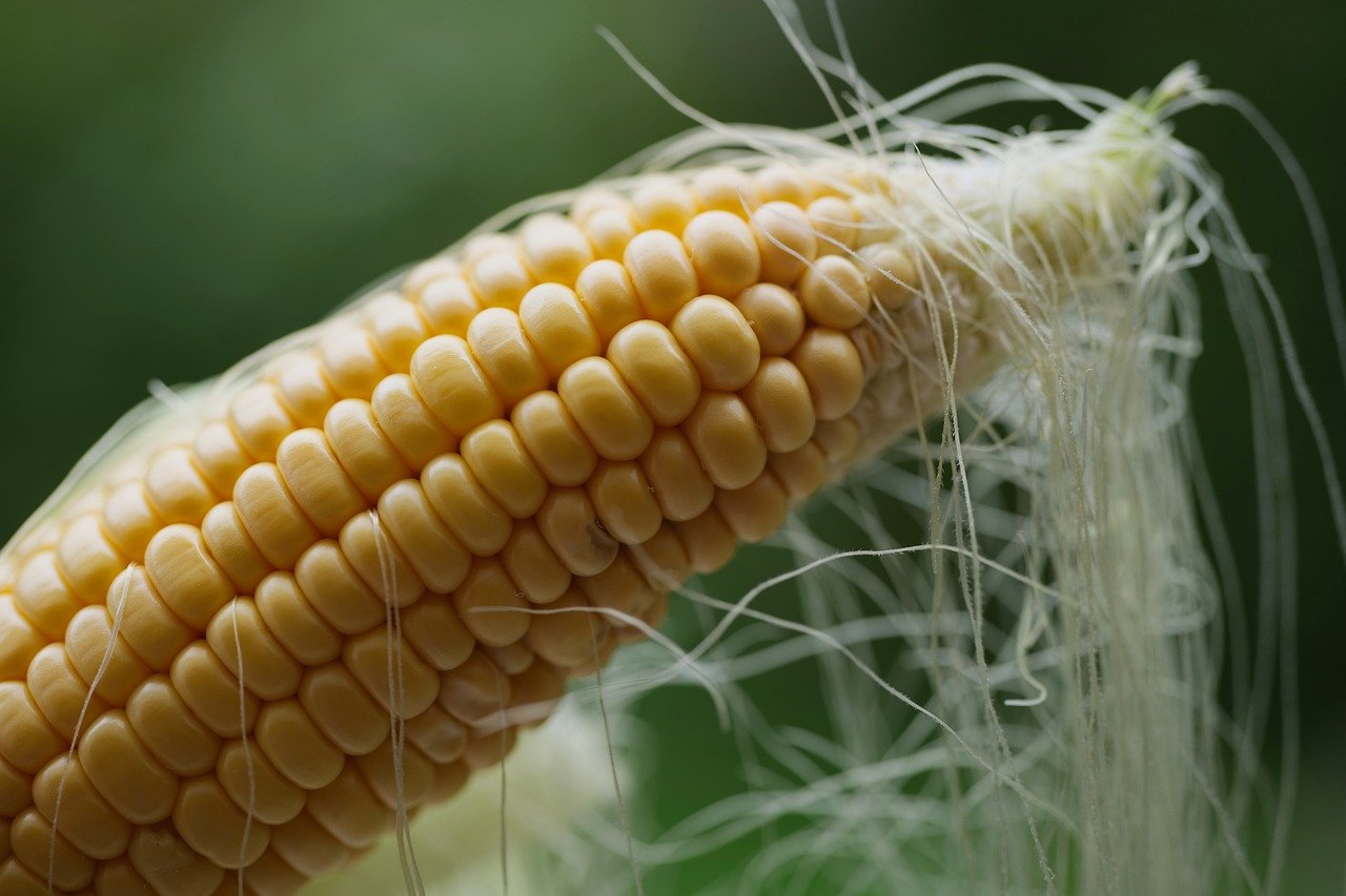 corn, corn on the cob, harvest, food, nature, plant, sweet corn, grains, agriculture