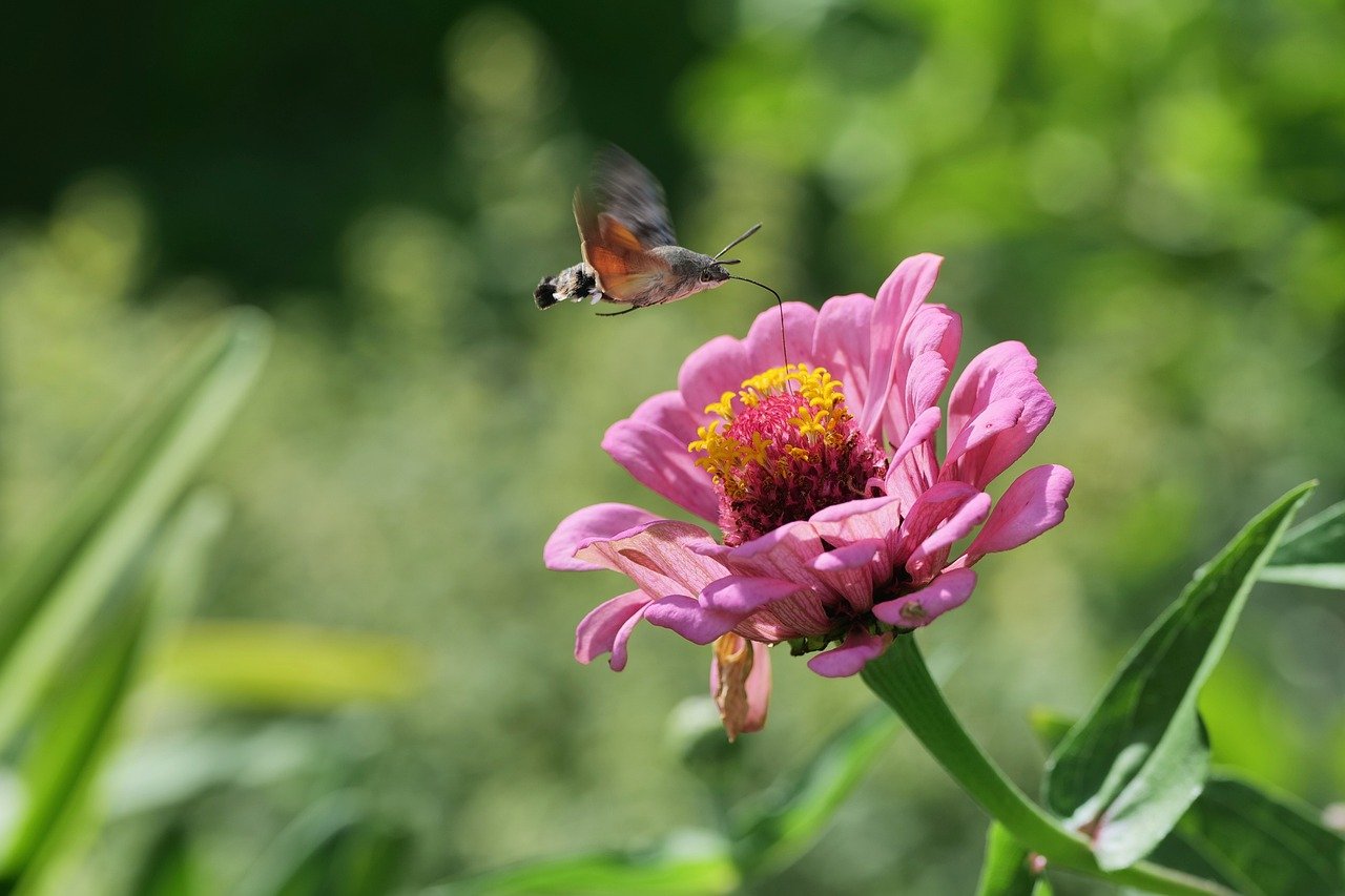 hummingbird warmer, hummingbird hawk moth, zinnia, nature, garden, summer, blossom, bloom, insect, pollination
