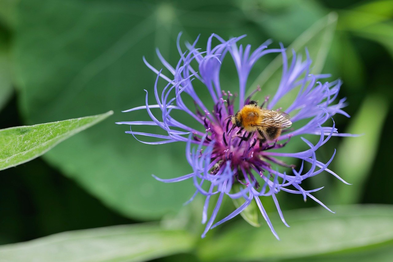 bee, blossom, bloom, nature, insect, close up, garden, summer, blue